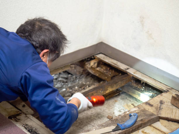 Best Crawl Space Mold Removal  in Pike Road, AL